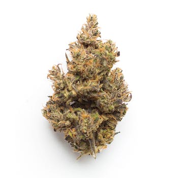 Wholesale Flower (Blueberry Pancakes) (1 lb)